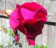 Princeps rose photo