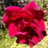 Princeps rose photo