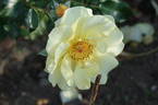 Gelber Engel ® rose photo