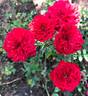 Scarlet Gem ® rose photo