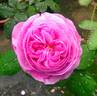 L'Ouche rose photo