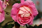 Recuerdo de Felio Camprubi rose photo