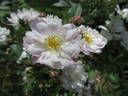 President Shanley rose photo