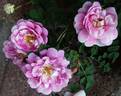 Dominie Sampson rose photo
