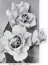 Mrs. Belmont Tiffany rose photo