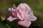 Utro Moskvy rose photo