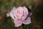Utro Moskvy rose photo