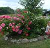 Malaguena rose photo