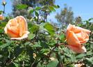 Mrs. Dunlop-Best rose photo