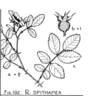 <i>Rosa spithamea</i> S.Watson rose photo