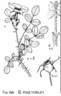 <I>Rosa pinetorum</I> A.Heller rose photo