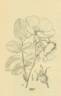 <i>Rosa macdougalii</i> Holz. Synonym rose photo