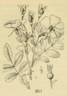 R. ultramontana rose photo