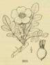 <i>Rosa mohavensis</i> Parish synonym rose photo