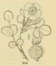 <i>Rosa spithamea</i> S.Watson rose photo