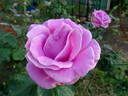 Southern Breeze rose photo