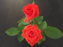 Prominent ® rose photo