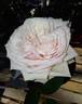 Herne the Hunter rose photo