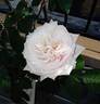 Herne the Hunter rose photo