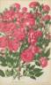 Gloire des polyanthas rose photo