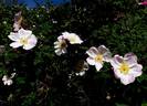 Harucabi rose photo