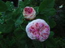 Madame Jules Finger rose photo