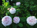 Madame Jules Finger rose photo