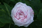 Madame Jules Finger rose photo