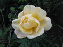 Francis Copple rose photo