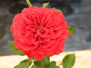 Gerprime rose photo