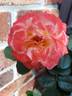 Bradford ™ rose photo