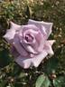 Blue Skies rose photo