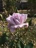 Blue Skies rose photo