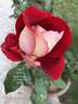 Bajazzo rose photo