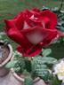 Bajazzo rose photo