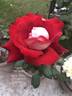 Bajazzo rose photo