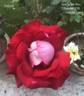 Bajazzo rose photo