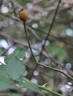 Fellemberg rose photo