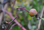 Daybreak rose photo