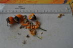 Rivers' George IV rose photo