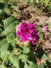 Laneii rose photo