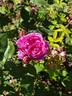 Laneii rose photo