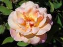 Ashtongold rose photo