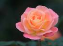 Inspiration rose photo
