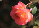 Inspiration rose photo