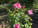 Mrs. Wakefield Christie-Miller rose photo