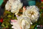 Christa rose photo