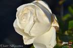 Elvis® rose photo