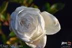Elvis® rose photo