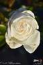Elvis® rose photo